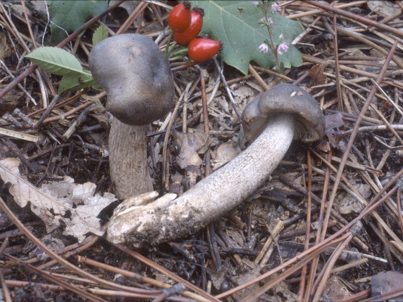 Proposta di studio di Tricholoma saponaceum